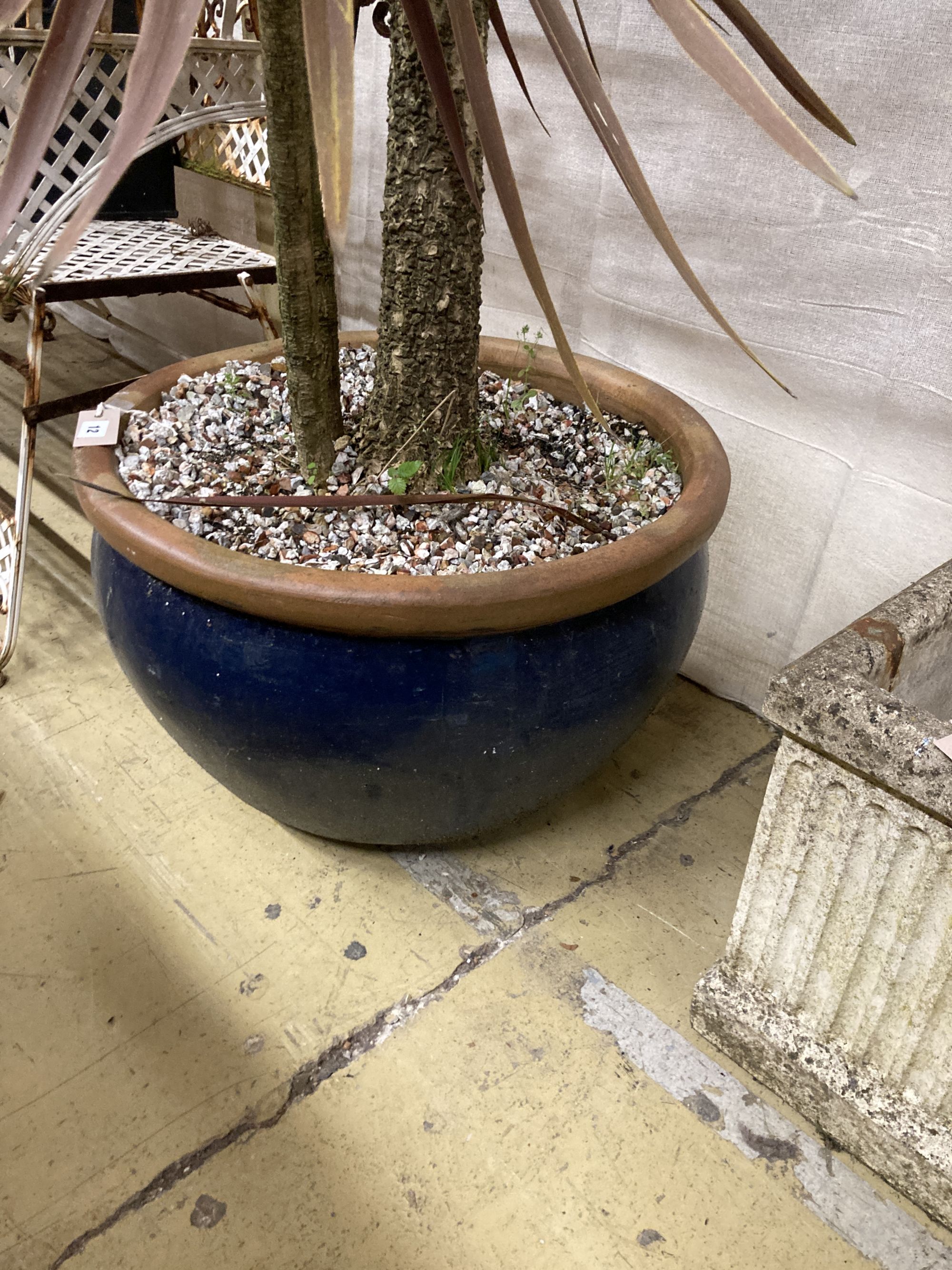 A circular blue glazed garden planter, 60cm diameter, height 34cm with a corderline plant